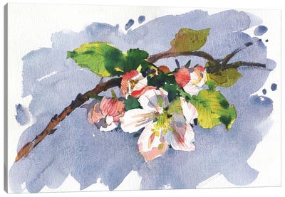 Apple Tree Flowers Canvas Art Print