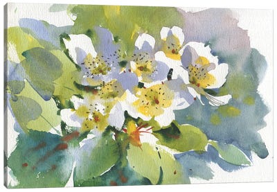Blooming Apple Tree Canvas Art Print