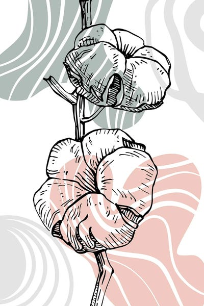 Cotton: Botanical Art Cotton by Samira Yanushkova