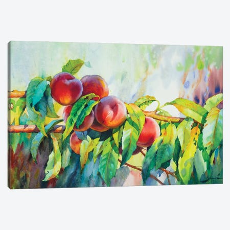 Peaches Canvas Print #SYH376} by Samira Yanushkova Canvas Art Print