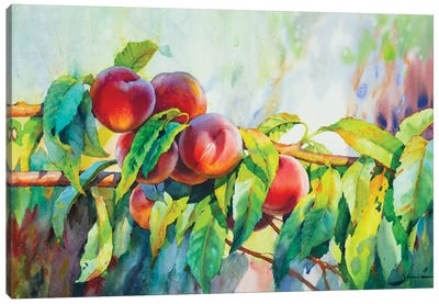 Peaches Canvas Art Print - Samira Yanushkova