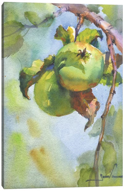 Apples On A Branch Canvas Art Print - Samira Yanushkova