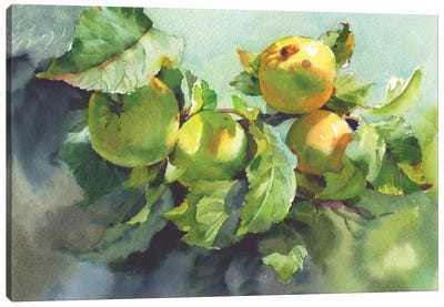 Apples On Branches In Sunlight Canvas Art Print - Apple Art