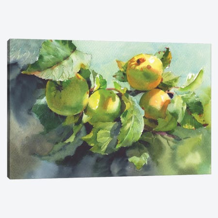 Apples On Branches In Sunlight Canvas Print #SYH469} by Samira Yanushkova Canvas Art