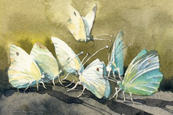 Moths: Dance Of Flowers And Wings by Samira Yanushkova