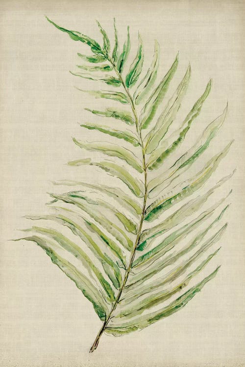 Fern I