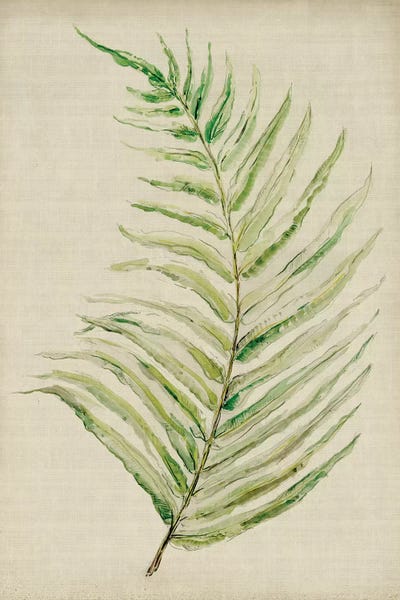 Ferns: Fern I by Symposium Design