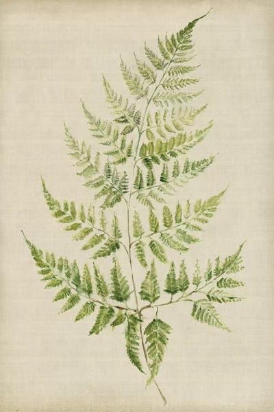 Ferns: Fern II by Symposium Design
