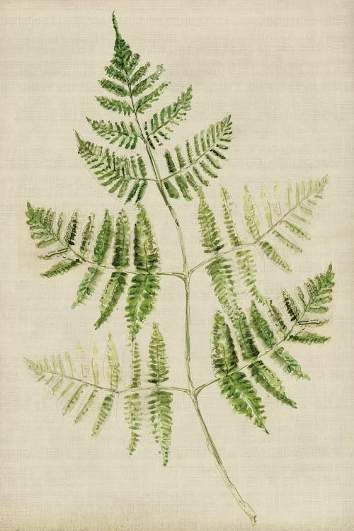 Fern IV