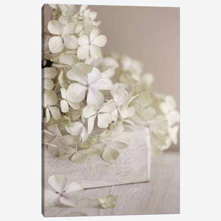 White Flowers Canvas Print #SYM55} by Symposium Design Canvas Art Print