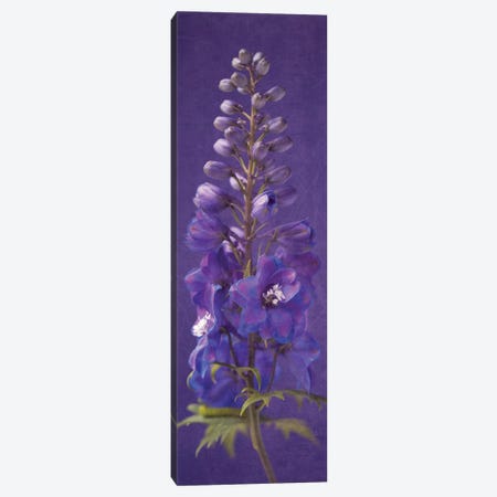 Purple Foxgloves II Canvas Print #SYM5} by Symposium Design Art Print