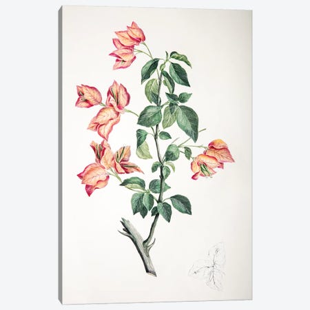 Bouganvillea spectabilis Canvas Print #SYP1} by Sydney Parkinson Canvas Artwork