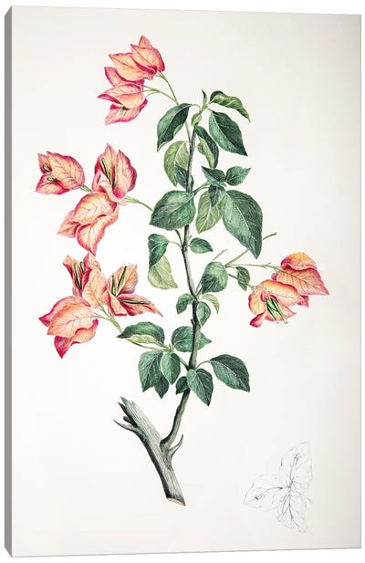 Bouganvillea spectabilis Canvas Art Print