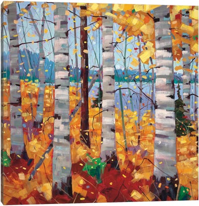 Border View II Canvas Art Print - Aspen and Birch Trees
