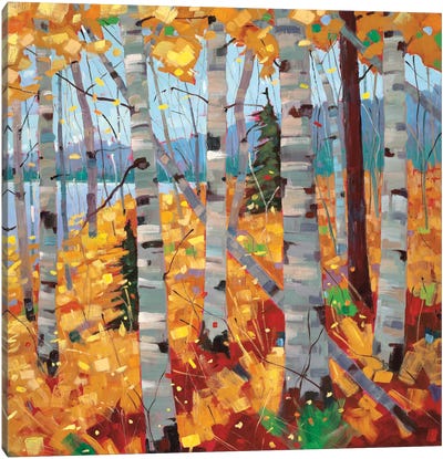 Border View III Canvas Art Print - Aspen and Birch Trees