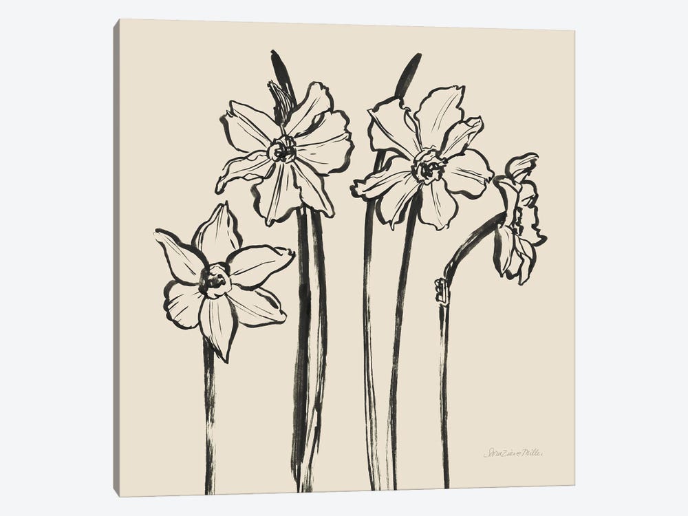 Ink Sketch Daffodils by Sara Zieve Miller 1-piece Art Print