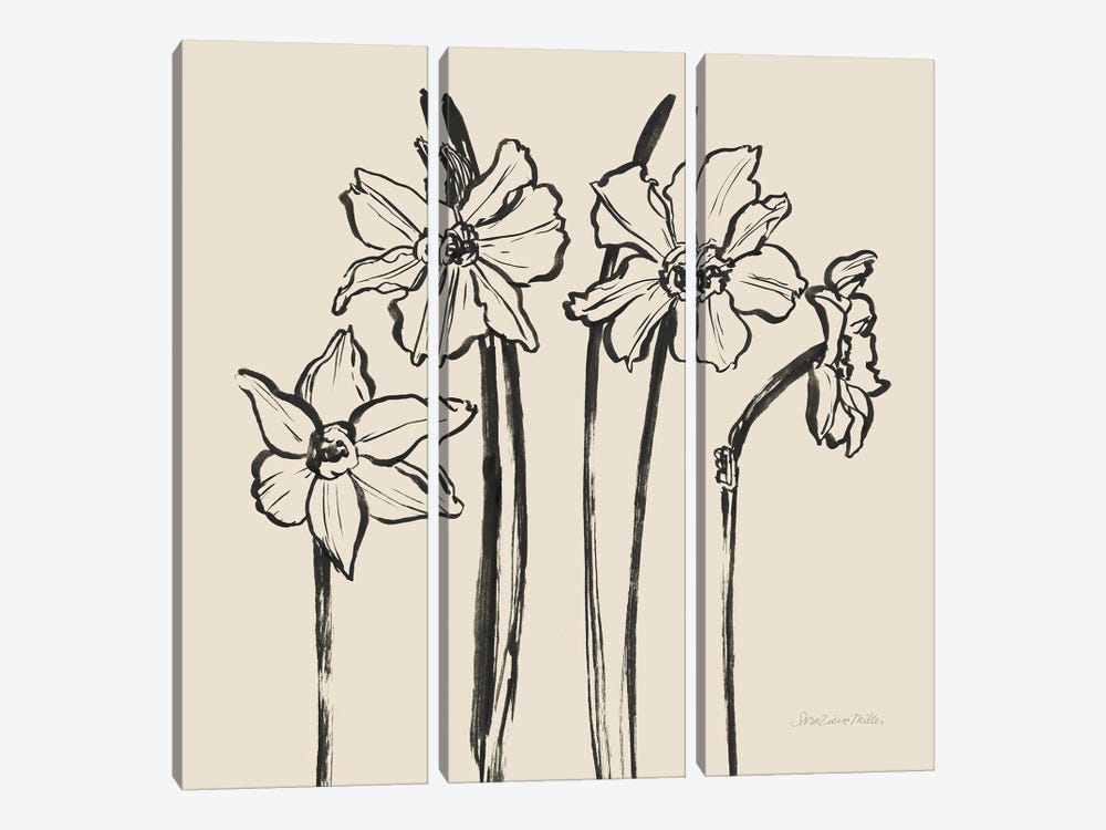 Ink Sketch Daffodils by Sara Zieve Miller 3-piece Canvas Art Print