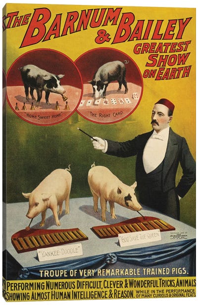 1900s Barnum & Bailey Circus Poster Canvas Art Print - Pig Art