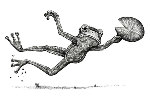 Frogs: Disc Frog  - Black And White by Tim Andraka