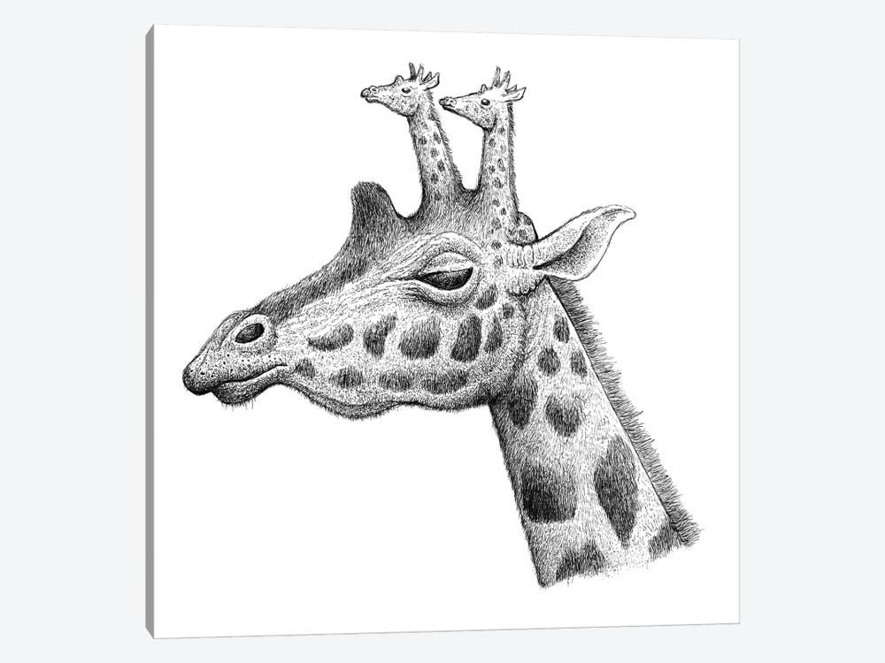 Giraffe Ossicones by Tim Andraka 1-piece Canvas Art Print