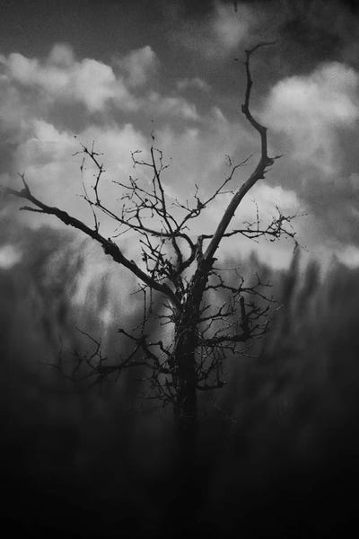 Black & White Florals: Black Canyon by Taylor Allen