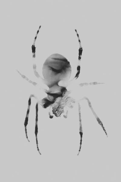 Spiders: Kiss by Taylor Allen