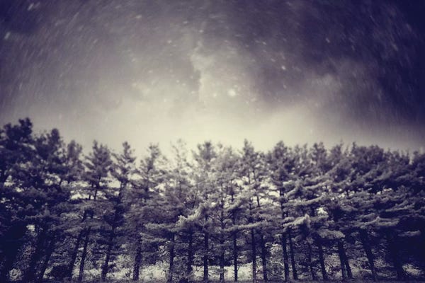 Evergreen Trees: Astronautography I by Taylor Allen