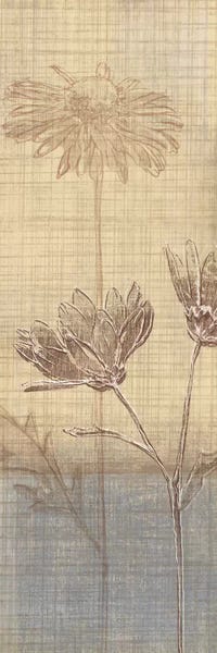 Daisies: Botanical Sketchbook III by Tandi Venter