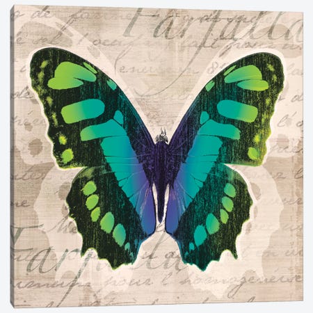 Butterflies II Canvas Print #TAN41} by Tandi Venter Canvas Wall Art
