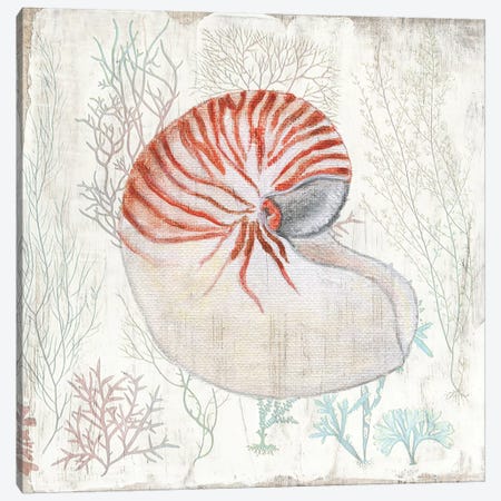 Coral and Shell I Canvas Print #TAV199} by Tava Studios Canvas Print