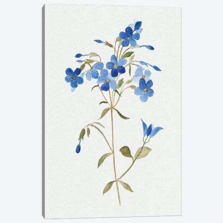 Blue Blossom Botanical II Canvas Print #TAV256} by Tava Studios Art Print