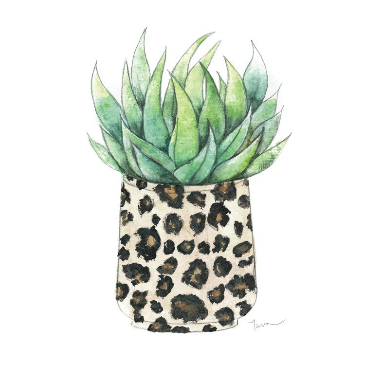 Spotted Agave