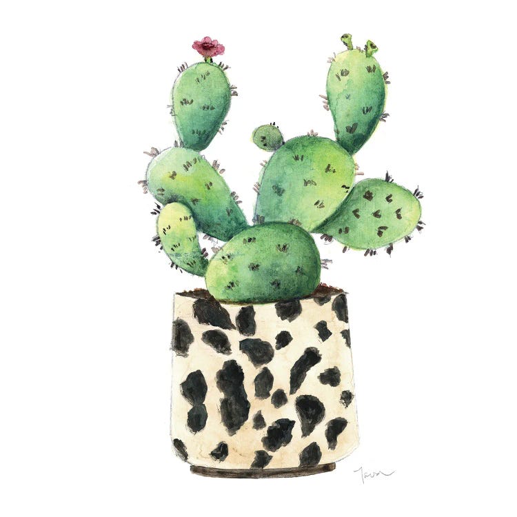 Spotted Cactus