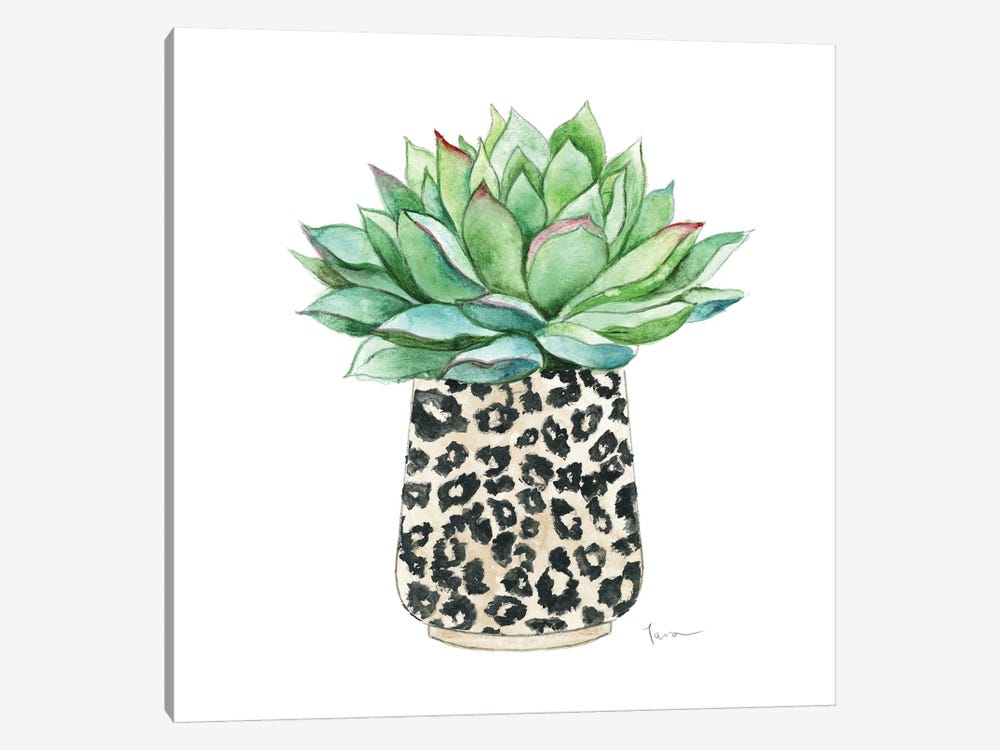 Spotted Succulent by Tava Studios 1-piece Canvas Wall Art