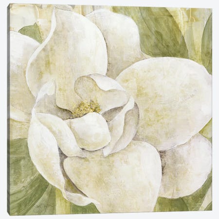 Magnolia Dolce Canvas Print #TAV38} by Tava Studios Art Print