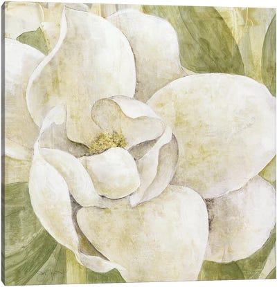 Magnolia Dolce Canvas Art Print - Floral Close-Up Art
