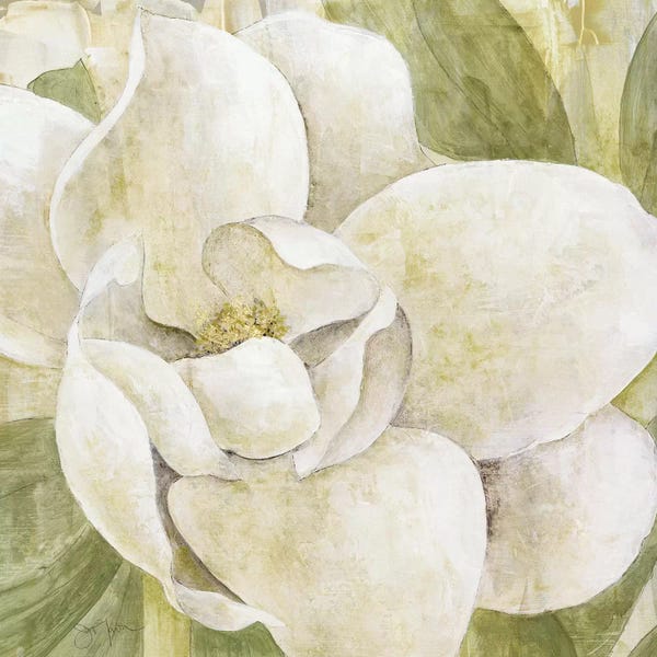 Nature Close-Ups: Magnolia Dolce by Tava Studios