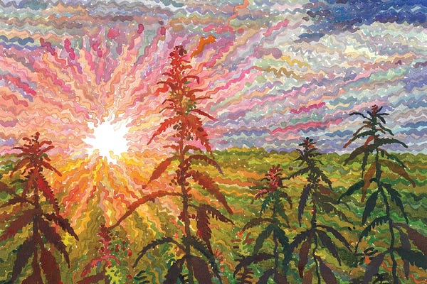Cannabis Plants On The Sunset