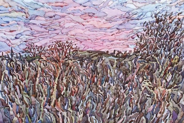 Poison Plant Hogweed And Sunset