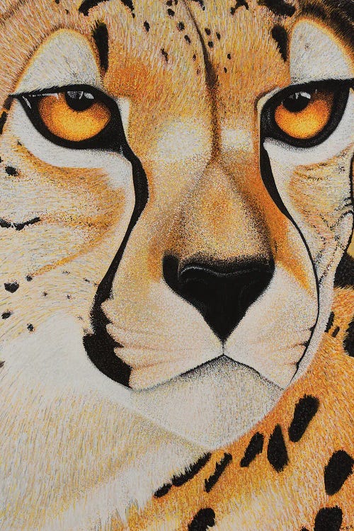 Cheetah