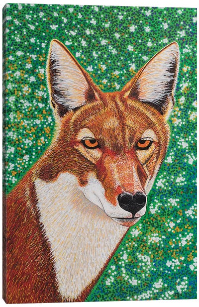 Ethiopian Wolf Canvas Art Print - Teal Buehler