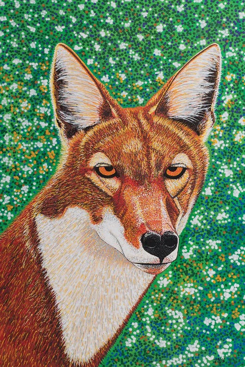 Ethiopian Wolf by Teal Buehler wall art