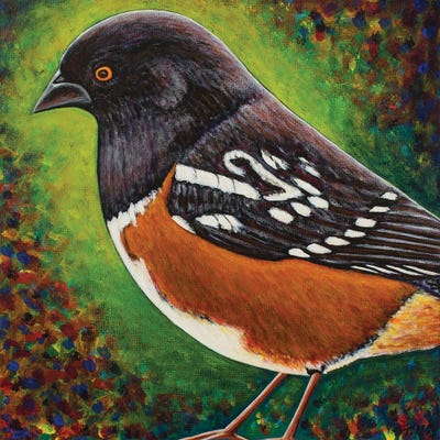 Spotted Towhee by Teal Buehler acrylic art print