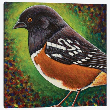 Spotted Towhee Canvas Print #TBH97} by Teal Buehler Canvas Art