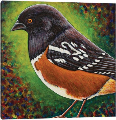 Spotted Towhee Canvas Art Print - Teal Buehler