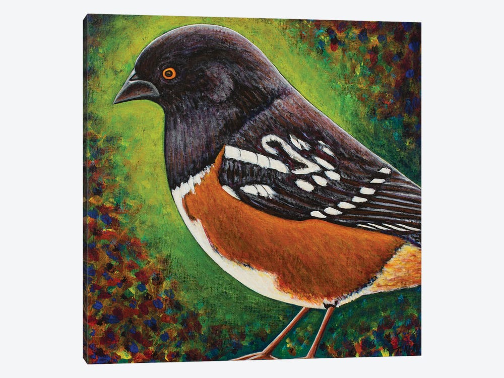 Spotted Towhee by Teal Buehler 1-piece Canvas Print