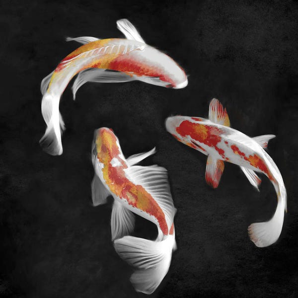 Koi: Koi On Black I by Tina Blakely