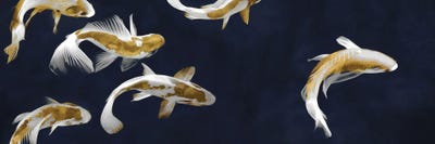 Koi Pond by Tina Blakely canvas print