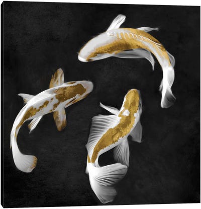 Gold Koi On Black II Canvas Art Print - Koi Fish Art