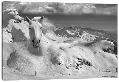 Icy Studs Canvas Art Print - Horse Art